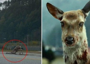 Ελάφια ‑ ζόμπι που τρομοκρατούν τις ΗΠΑ;