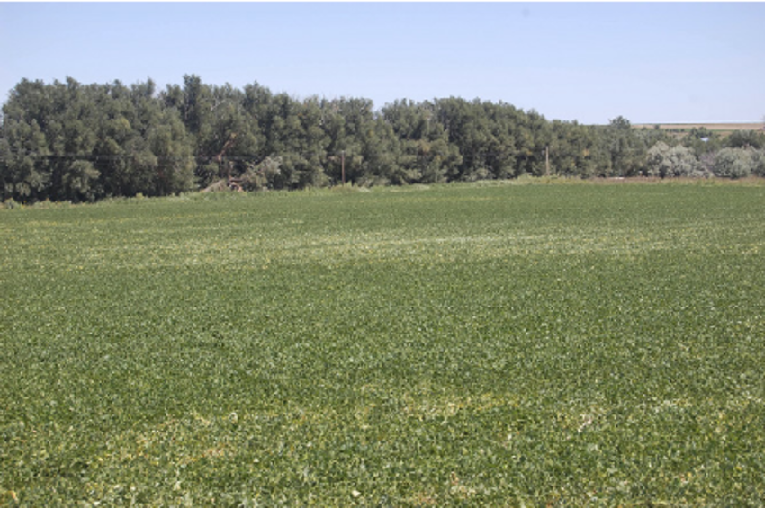 ÎÏÎ¿ÏÎ­Î»ÎµÏÎ¼Î± ÎµÎ¹ÎºÏÎ½Î±Ï Î³Î¹Î± sesto fiorentino bean farms