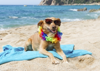 Relaxing dog at the beach