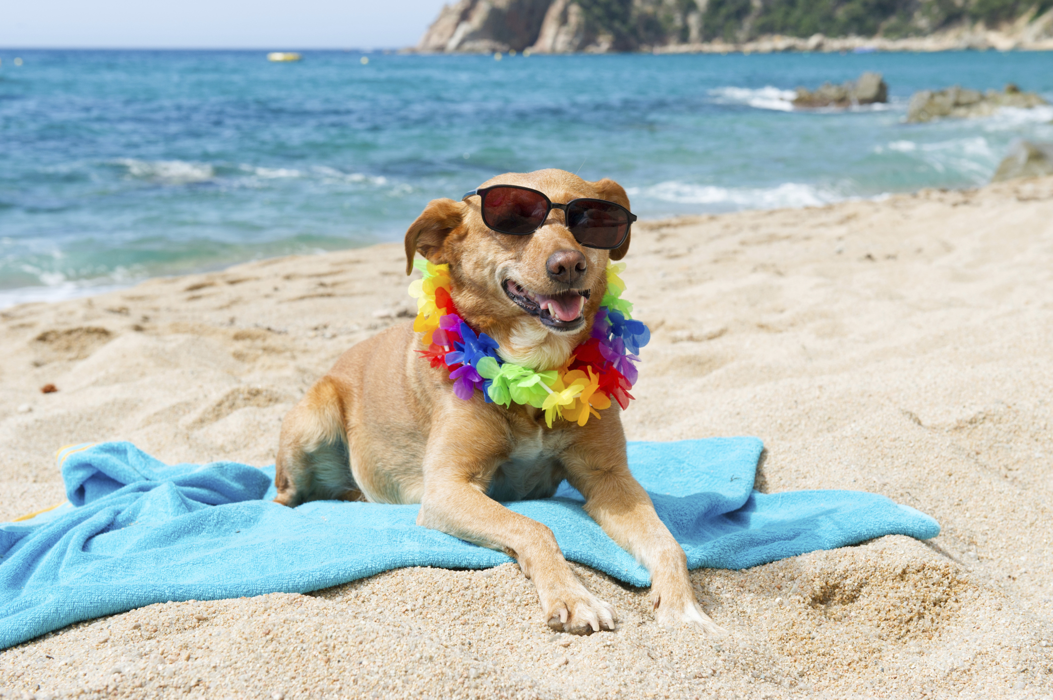 Relaxing dog at the beach