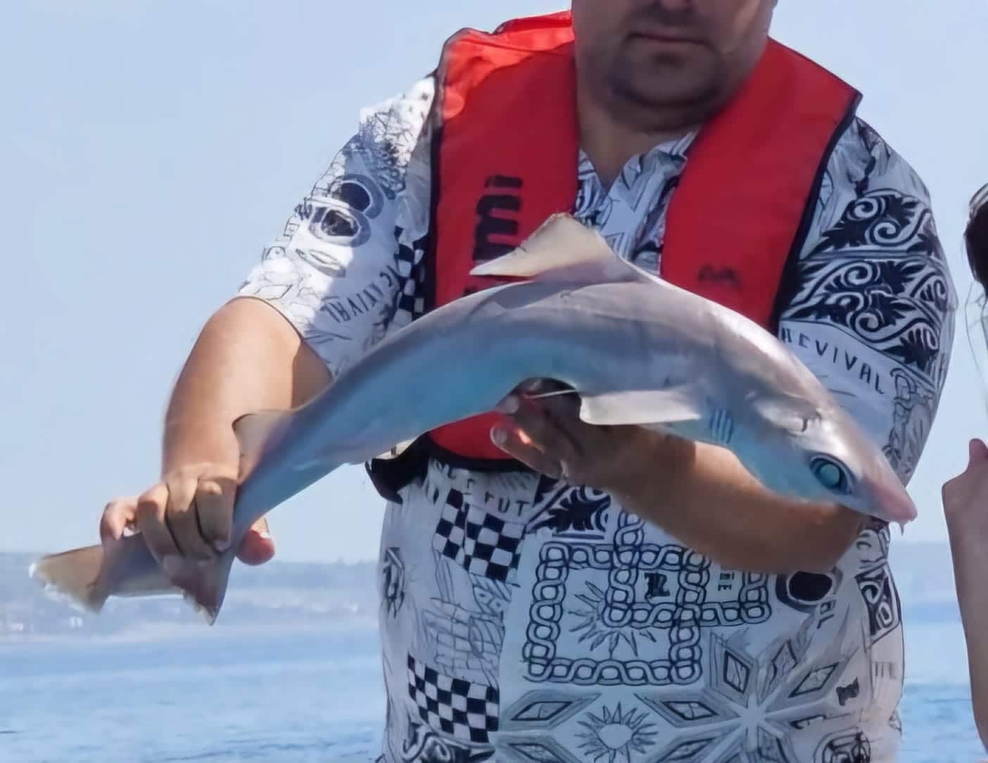 A Shark Was Spotted In Ayia Napa PICTURES Famagusta News
