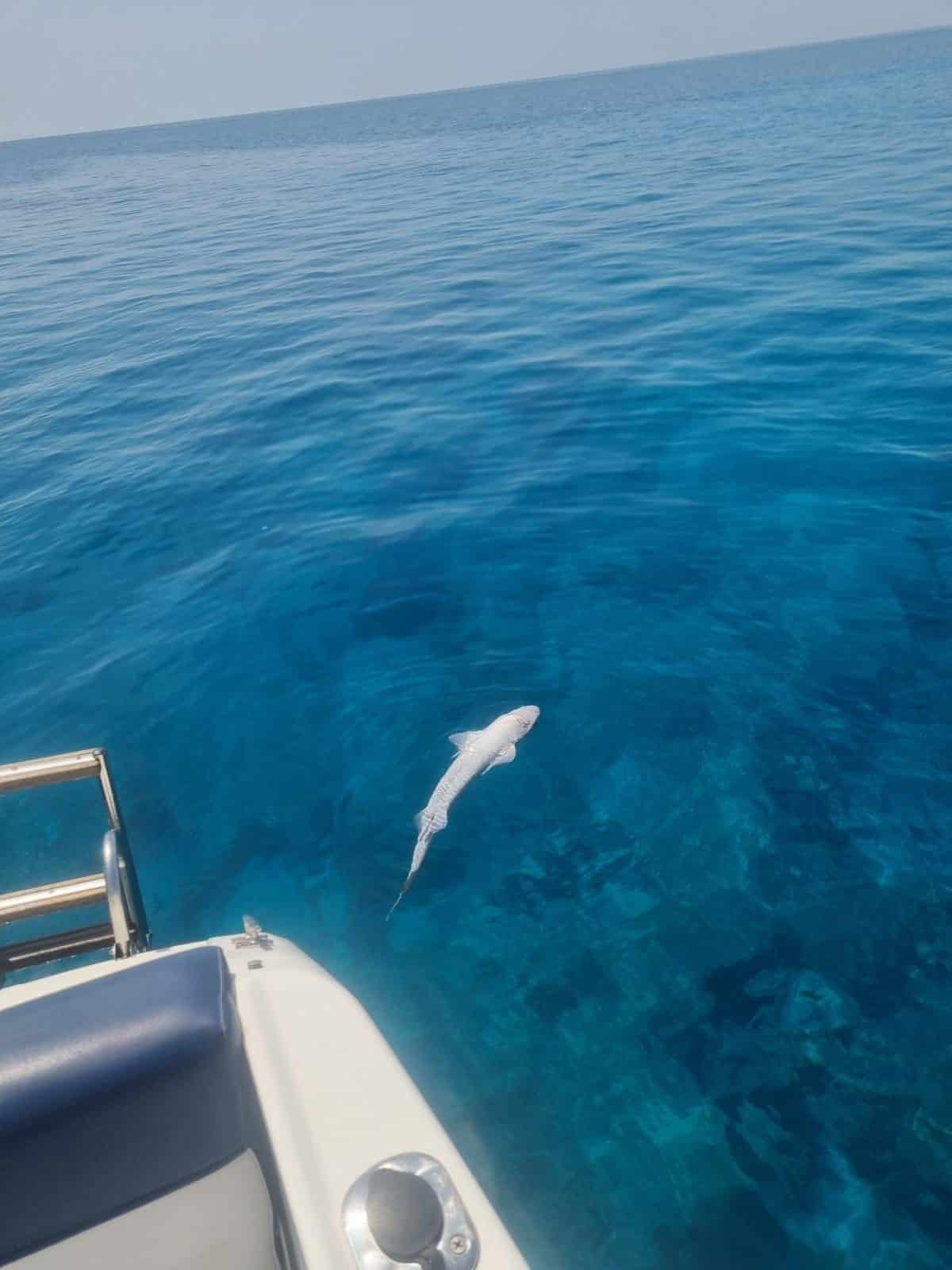 A Shark Was Spotted In Ayia Napa PICTURES Famagusta News