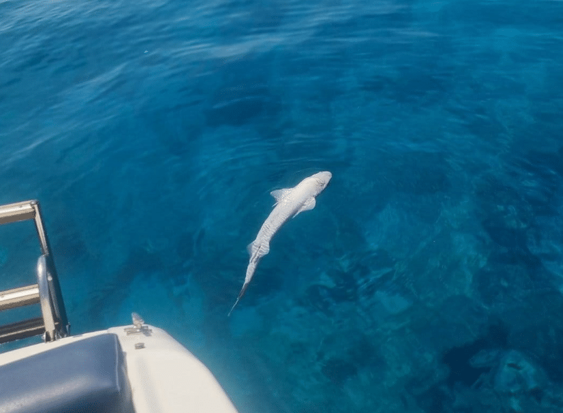 A Shark Was Spotted In Ayia Napa PICTURES Famagusta News