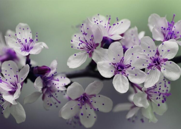 Цветы (Pixabay)