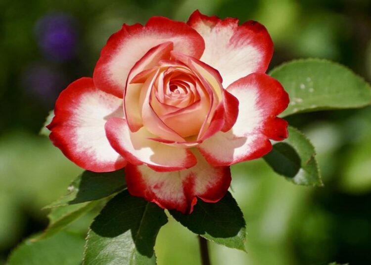 Rose (Pixabay)