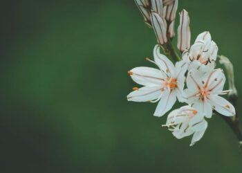 λουλούδια/unsplash