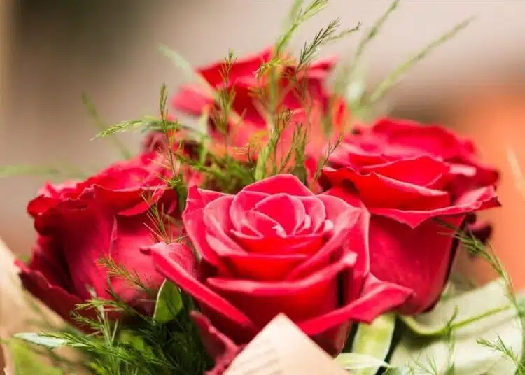 Roses (Pixabay)