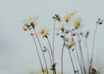 εορτολόγιο/unsplash