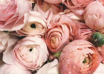 Λουλούδια/pexels