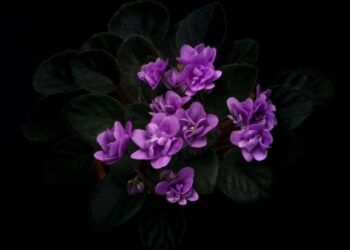 λουλούδια/unsplash