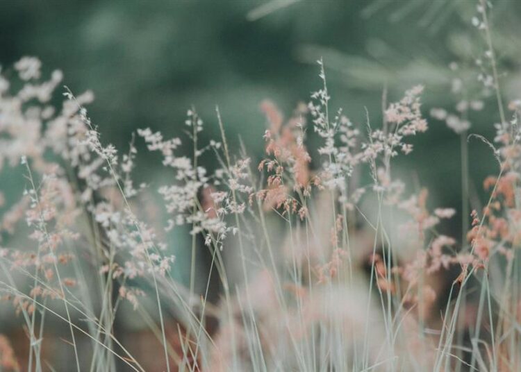 Λουλούδια/pexels