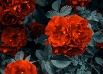 Λουλούδια/pexels