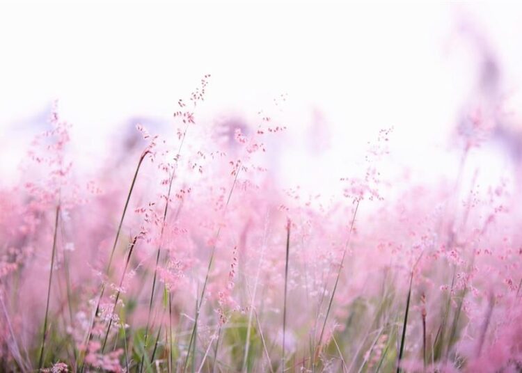 Εορτολόγιο/pexels