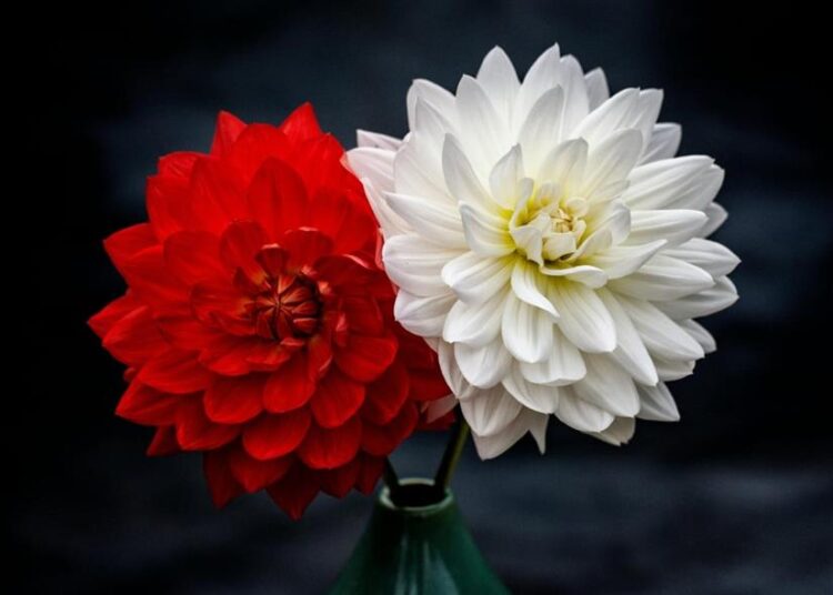 Εορτολόγιο/pexels