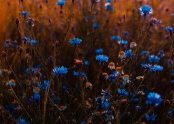 Λουλούδια/pexels