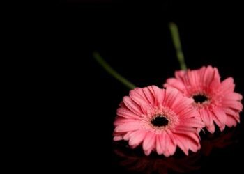 Λουλούδια/pexels