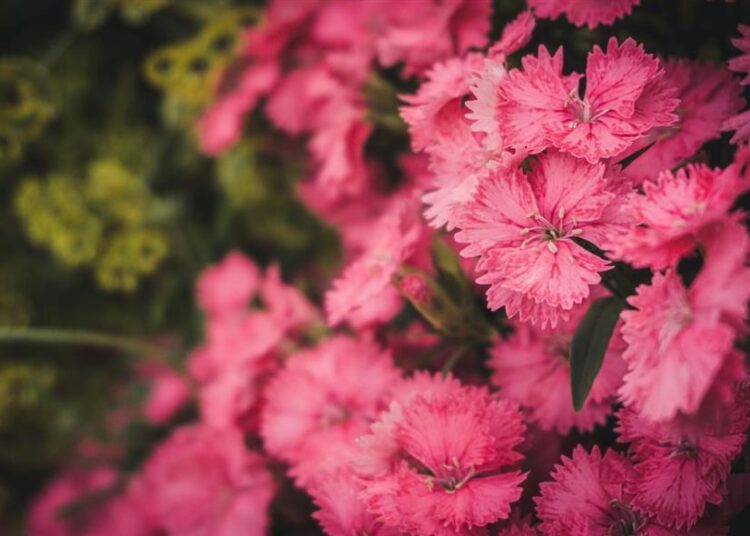 Εορτολόγιο/pexels