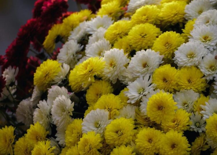 Εορτολόγιο/pexels