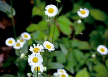 Εορτολόγιο/pexels