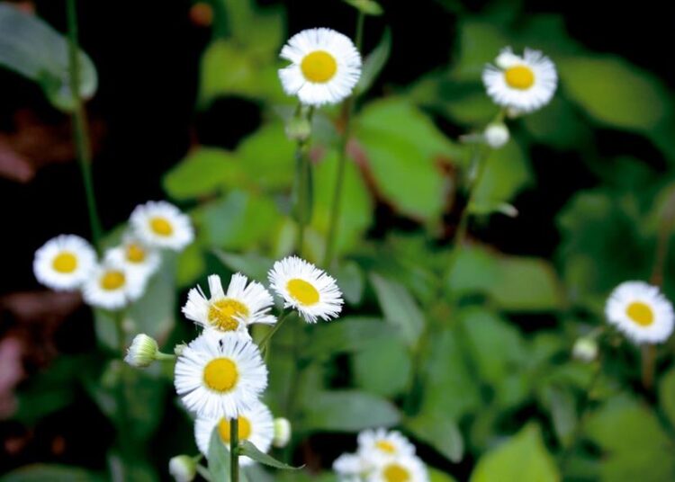 Εορτολόγιο/pexels