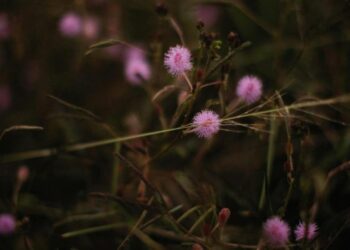 Εορτολόγιο/pexels