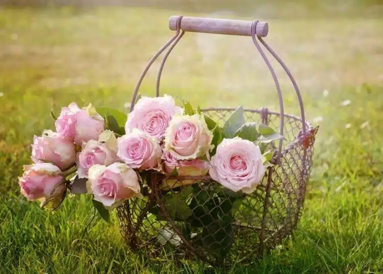 Flowers (Pixabay)
