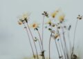 εορτολόγιο/unsplash